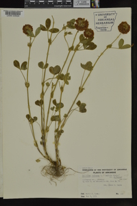 Trifolium reflexum image