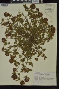 Trifolium reflexum image