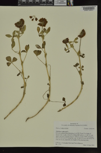 Trifolium reflexum image