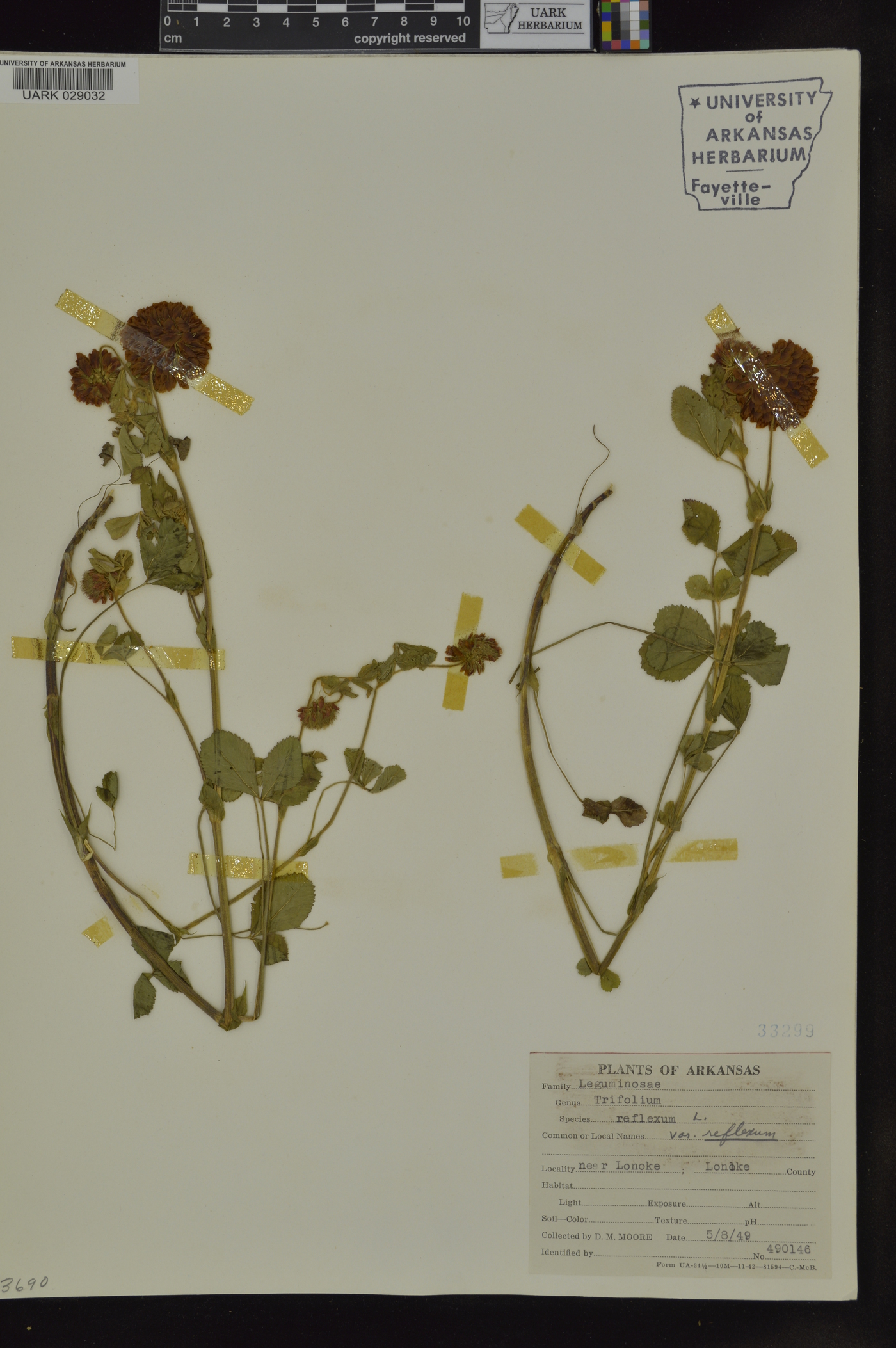Trifolium reflexum var. reflexum image