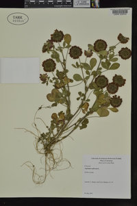 Trifolium reflexum image