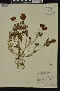 Trifolium reflexum image