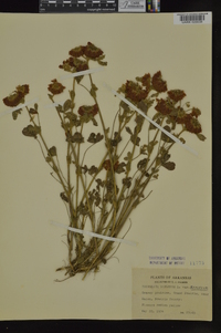 Trifolium reflexum image