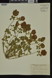 Trifolium reflexum image