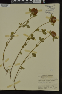 Trifolium reflexum image