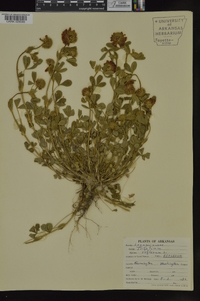 Trifolium reflexum image