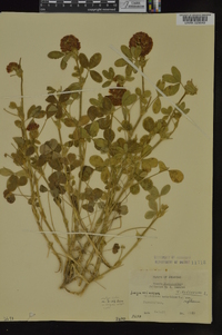 Trifolium reflexum image