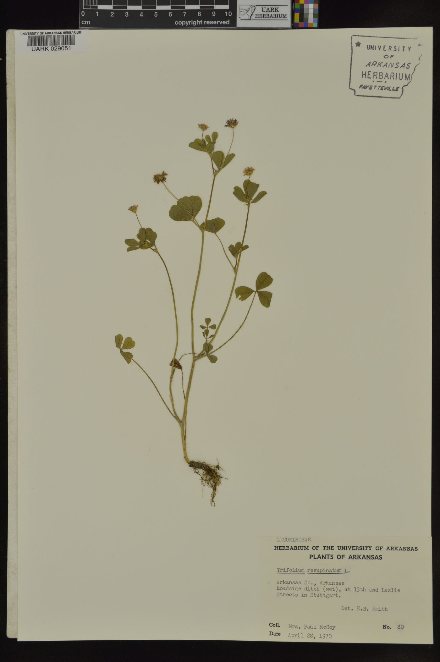 Trifolium resupinatum image