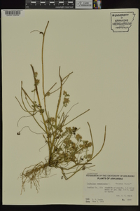 Trifolium resupinatum image