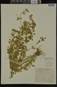 Trifolium resupinatum image