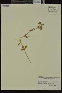 Trifolium resupinatum image