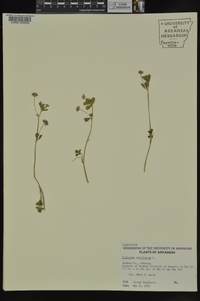 Trifolium resupinatum image