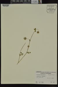 Trifolium resupinatum image