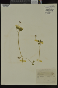 Trifolium resupinatum image