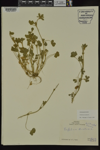 Trifolium striatum image