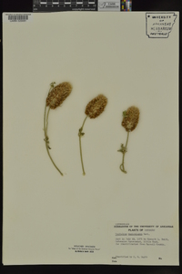 Trifolium vesiculosum image