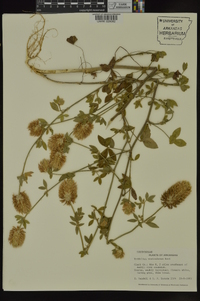 Trifolium vesiculosum image