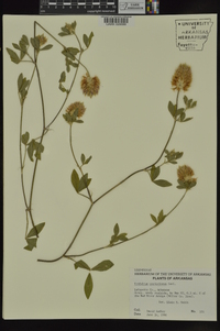 Trifolium vesiculosum image