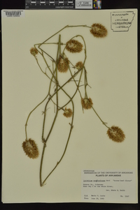 Trifolium vesiculosum image