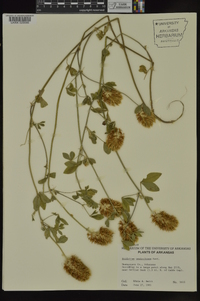 Trifolium vesiculosum image