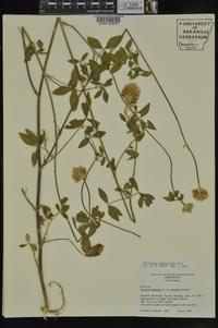 Trifolium vesiculosum image