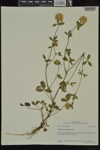 Trifolium vesiculosum image