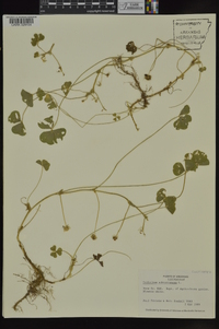 Trifolium subterraneum image