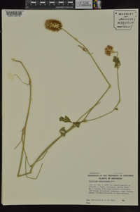 Trifolium vesiculosum image