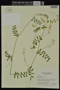 Vicia caroliniana image