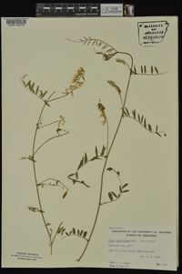 Vicia caroliniana image