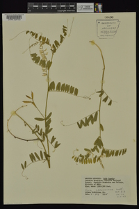 Vicia caroliniana image