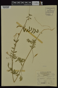 Vicia caroliniana image