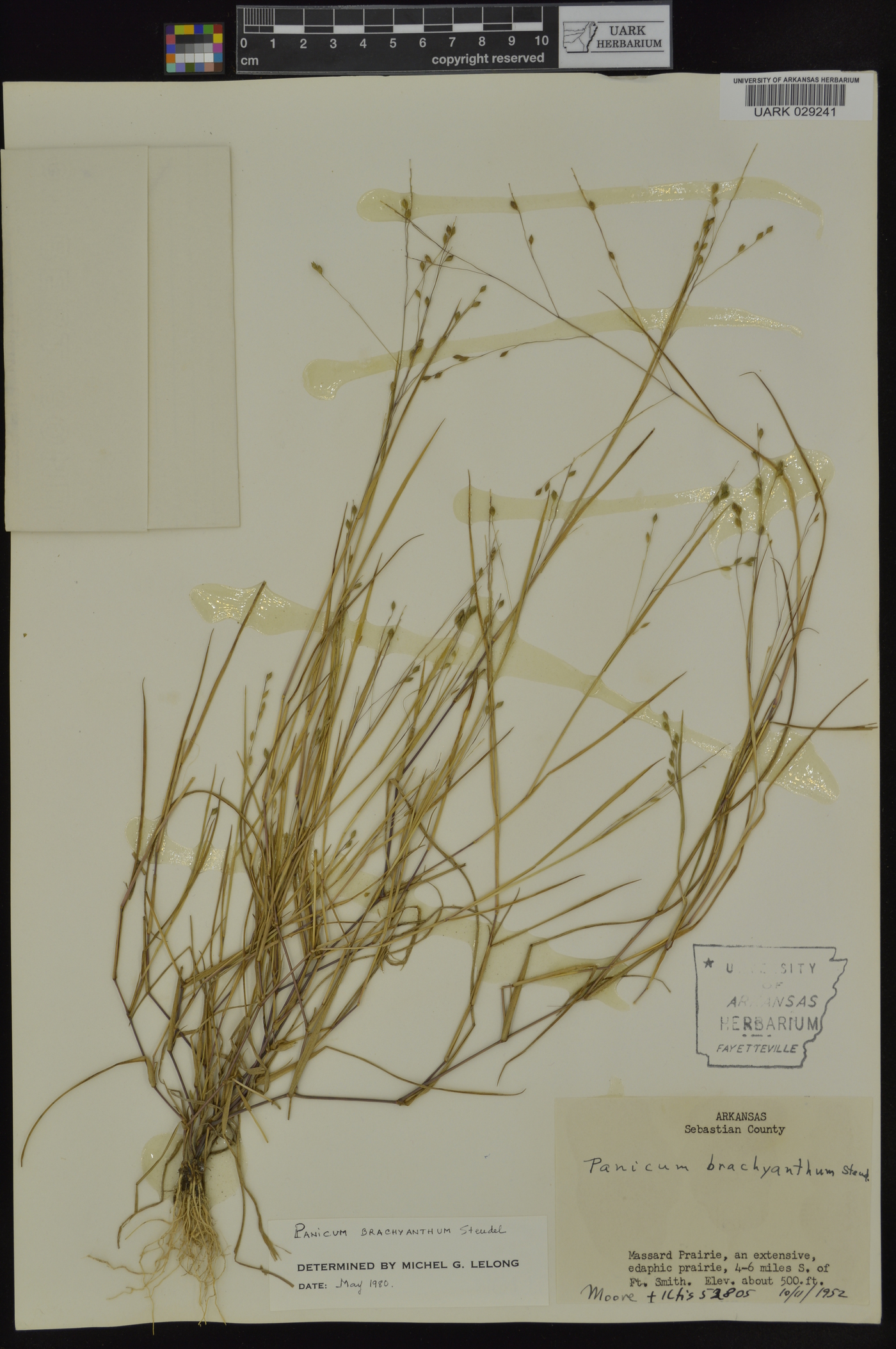 Kellochloa brachyantha image
