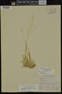 Panicum capillare var. sylvaticum image