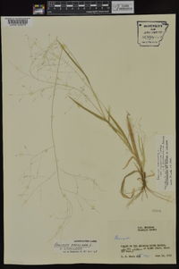 Panicum philadelphicum image