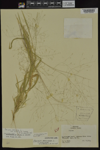 Panicum philadelphicum image