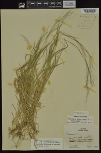 Panicum philadelphicum image