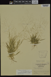 Panicum philadelphicum image