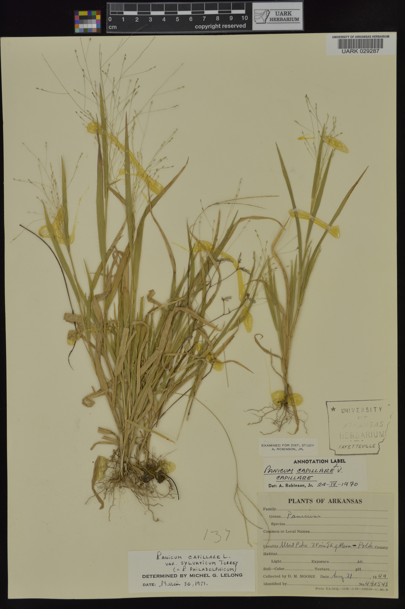 Panicum philadelphicum subsp. philadelphicum image