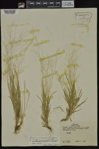 Panicum philadelphicum image