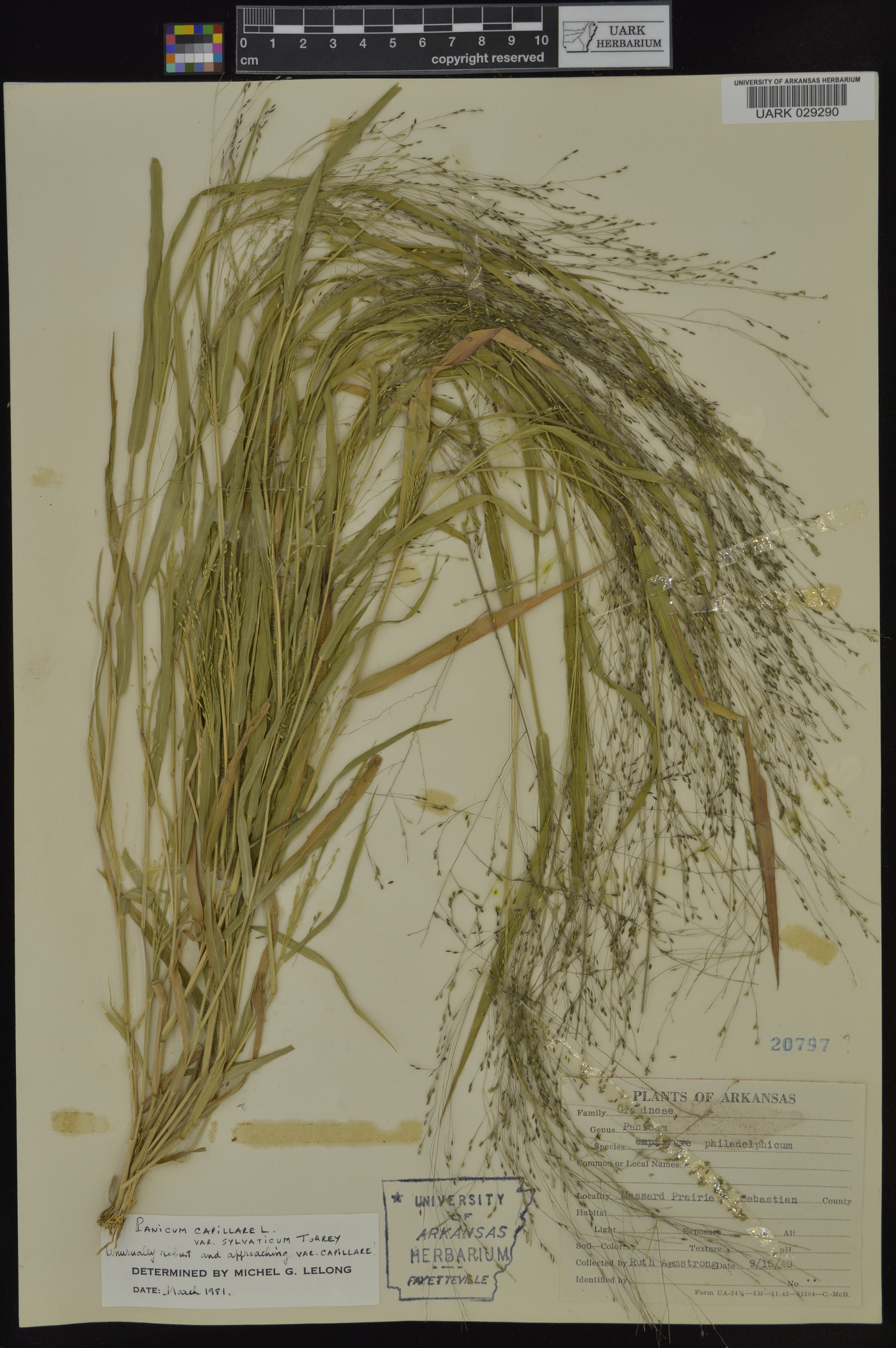 Panicum capillare var. sylvaticum image