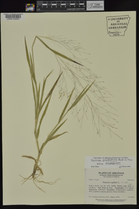 Panicum philadelphicum image