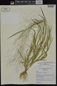 Panicum philadelphicum image