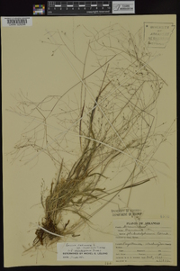 Panicum philadelphicum image