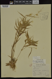 Panicum commutatum image