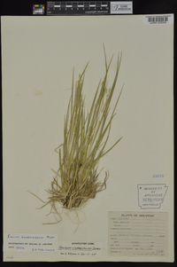 Panicum depauperatum image