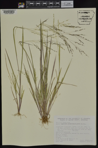 Panicum dichotomiflorum subsp. dichotomiflorum image