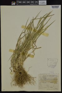 Panicum dichotomiflorum subsp. dichotomiflorum image