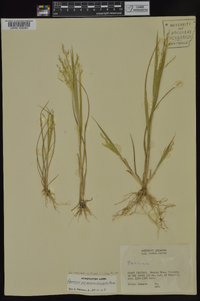 Panicum dichotomiflorum subsp. dichotomiflorum image