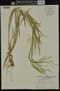 Panicum dichotomiflorum subsp. dichotomiflorum image